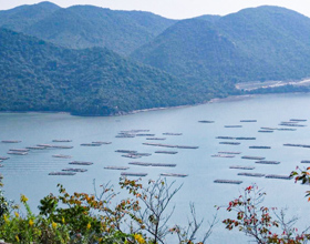 Project in Hinase in the Seto Inland Sea, famous for its oysters 